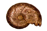 Salfeldiella guettardi